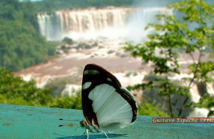 Cataratas del Iguazú: Maravilla Natural del Mundo