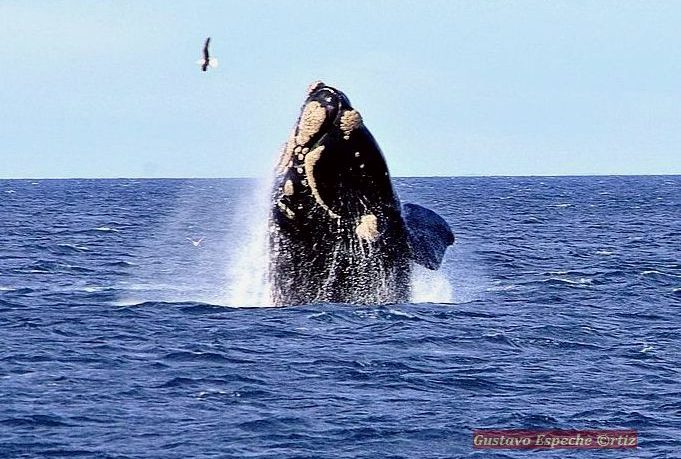 Comienza la temporada de avistamiento de ballenas en el Golfo Nuevo, Chubut