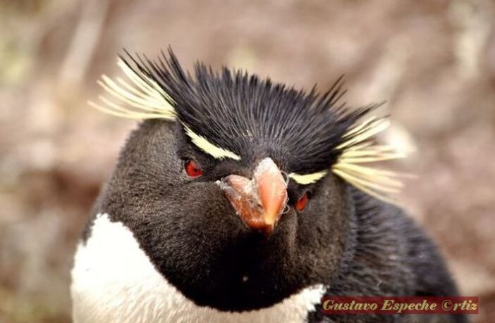 La colonia de Penachos Amarillos de Isla Pingüino
