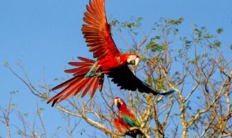 Liberan guacamayos rojos en Esteros del Iberá tras 100 años de extinción, para restablecer el ecosistema