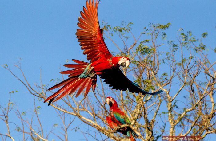 Liberan guacamayos rojos en Esteros del Iberá tras 100 años de extinción, para restablecer el ecosistema