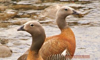 Neuquén abre su Temporada de Observación de aves en Patagonia con actividades virtuales