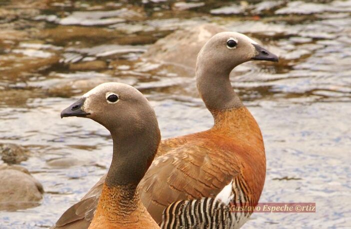 Neuquén abre su Temporada de Observación de aves en Patagonia con actividades virtuales