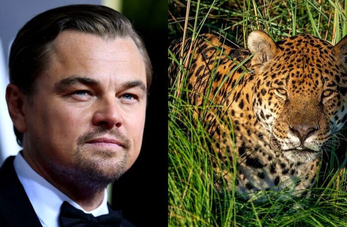 Leonardo Di Caprio subió un vídeo sobre la vuelta del yaguareté a los Esteros del Iberá a su cuenta Instagram