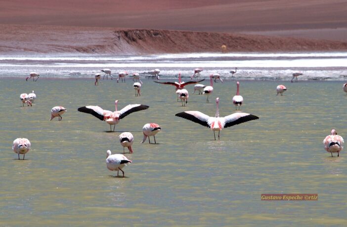 Día Mundial de los Humedales: Los 23 Sitios Ramsar de Argentina