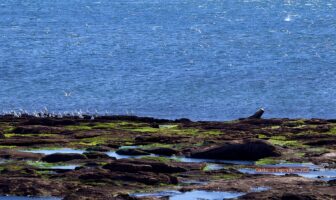 Crearon el Parque Nacional Islote Lobos en la costa de Río Negro