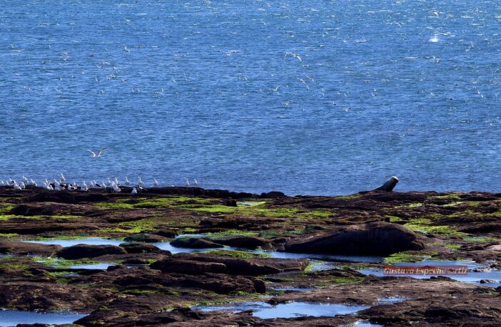 Crearon el Parque Nacional Islote Lobos en la costa de Río Negro