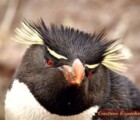 Pingüino penacho amarillo - Santa Cruz - Argentina