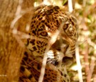 Yaguarete - Parques Nacionales - Argentina